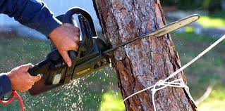 Best Commercial Tree Services  in Nedrow, NY