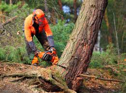 Best Arborist Consultation Services  in Nedrow, NY