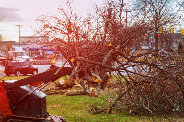 Best Storm Damage Tree Cleanup  in Nedrow, NY
