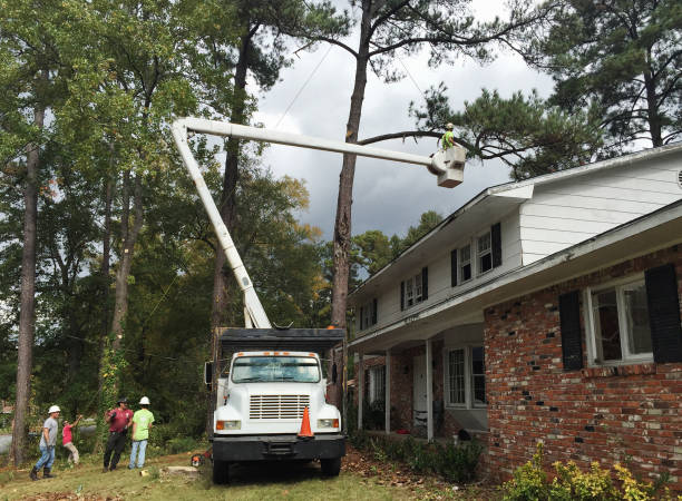 Best Palm Tree Trimming  in Nedrow, NY