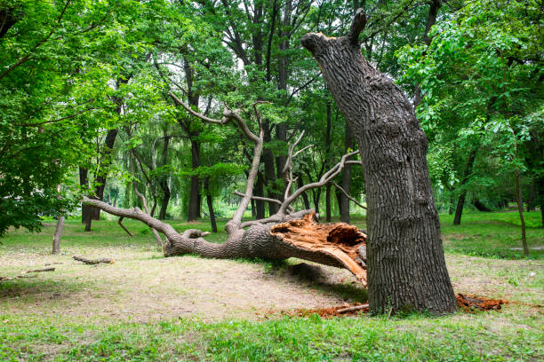  Nedrow, NY Tree Care Pros