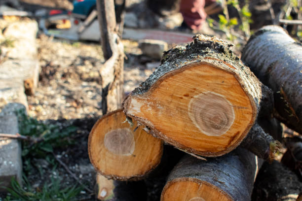Best Tree Disease Treatment  in Nedrow, NY