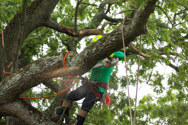 How Our Tree Care Process Works  in  Nedrow, NY