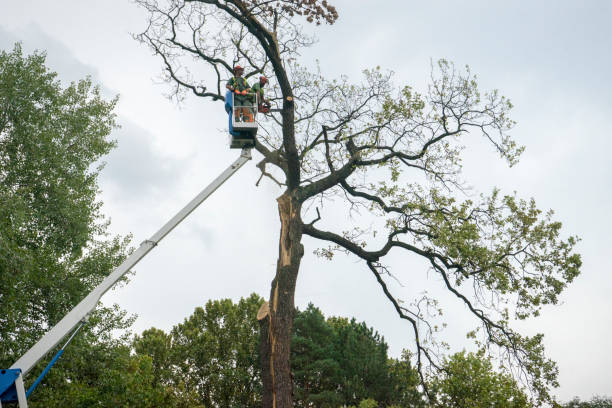 Best Hazardous Tree Removal  in Nedrow, NY
