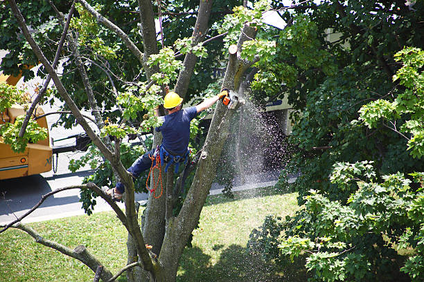 Best Tree Mulching  in Nedrow, NY
