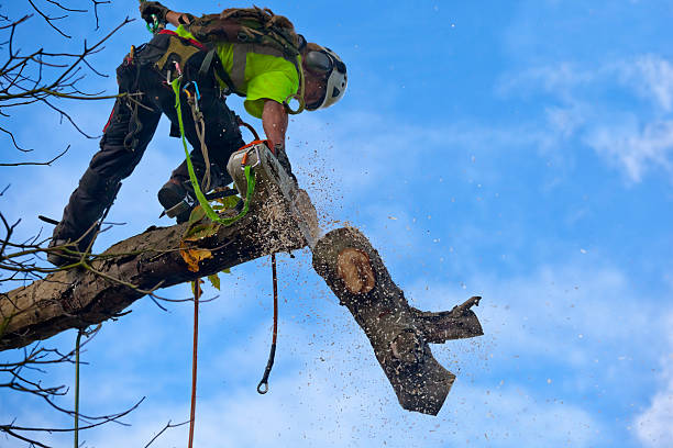 Mulching Services in Nedrow, NY