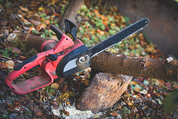 Best Tree Health Inspection  in Nedrow, NY